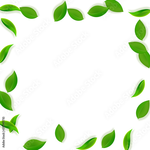 Falling green leaves. Fresh tea neat leaves flying