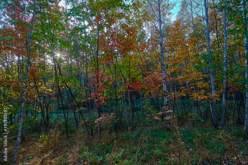 Obraz premium Golden autumn time in a wonderful forest.