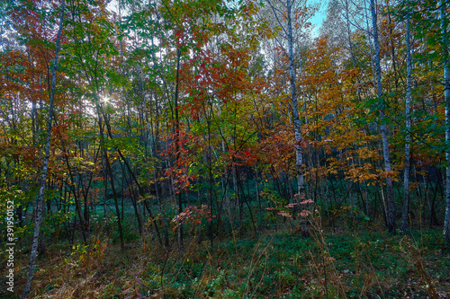 Golden autumn time in a wonderful forest.