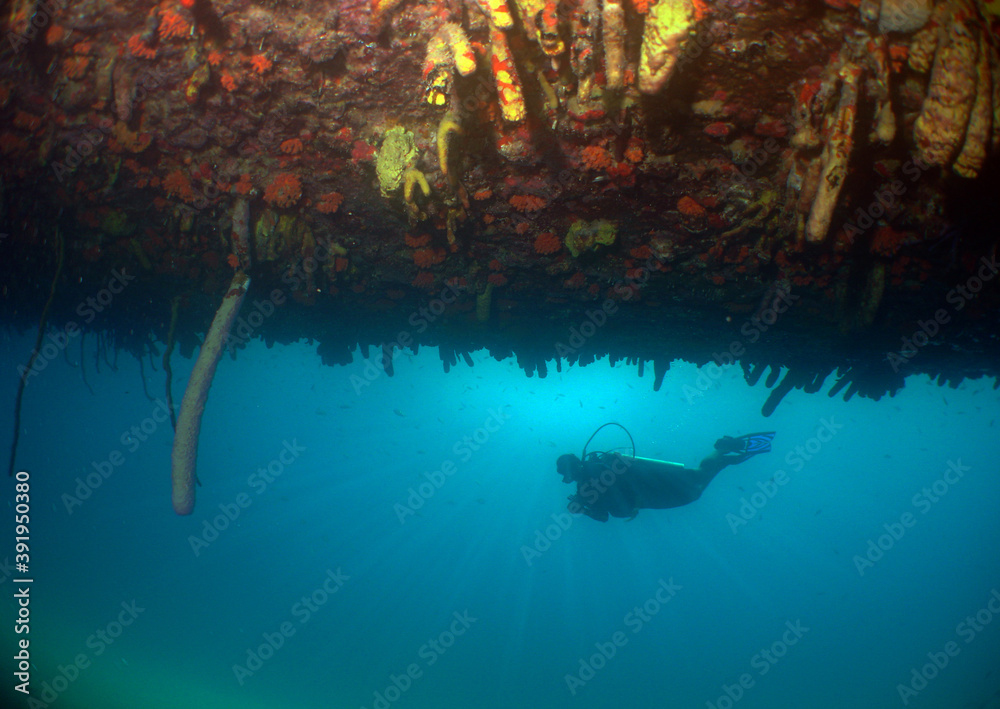 Φωτογραφία underwater scuba diver , caribbean sea , Aruba Island