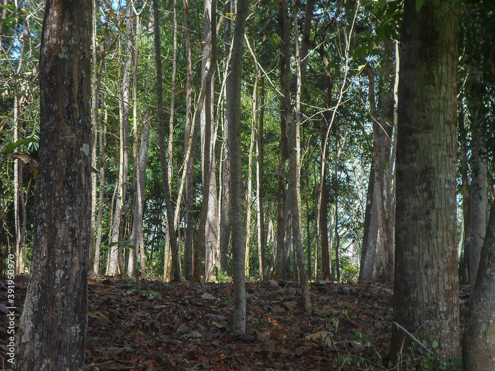 Naklejka premium trees in the forest