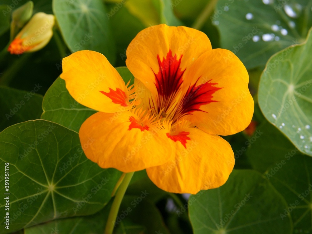 pretty orange flowers of nasturtium -tropacolum plant close up pretty orange flowers of nasturtium -tropacolum plant close up
