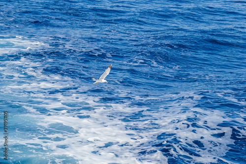 Evia island, Greece - June 28. 2020: Sea gull in a natural environment © caocao191