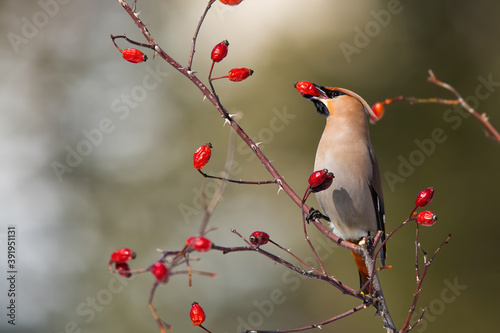 Solitary bohemian waxwing, bombycilla garrulus, feeding on rosehip bush eating red berries. Brown bird with crest and black stripe over the eye holding seed in beak on a sunny autumn day.
