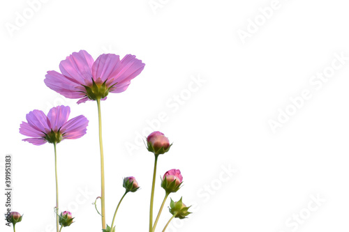 pink cosmos flower with clipping paths