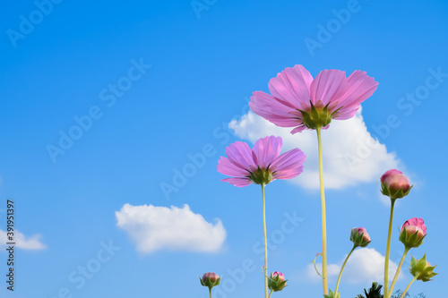 pink cosmos flower with clipping paths