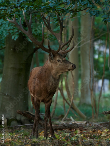 Red deer (Cervus elaphus)