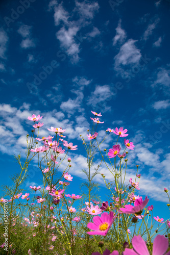 コスモス　花　青空の背景 © mokemoke