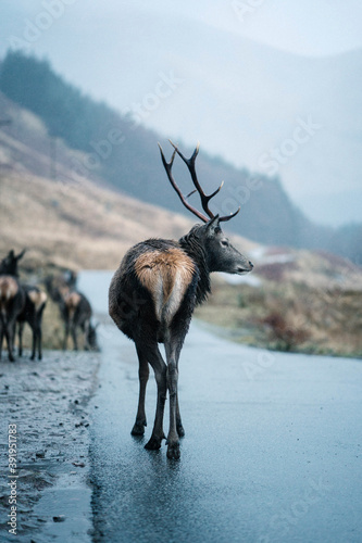 Obraz na płótnie Curious deer in the Highlands