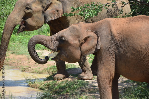 Elefant Safari Sri Lanka Asien