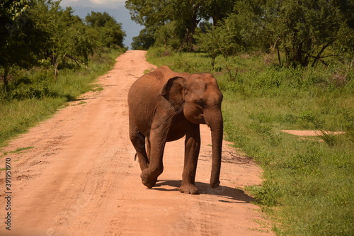 Elefant in Nationalpark Sri Lanka