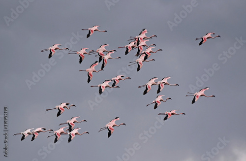 Flock of Lesser flamingoes in flight