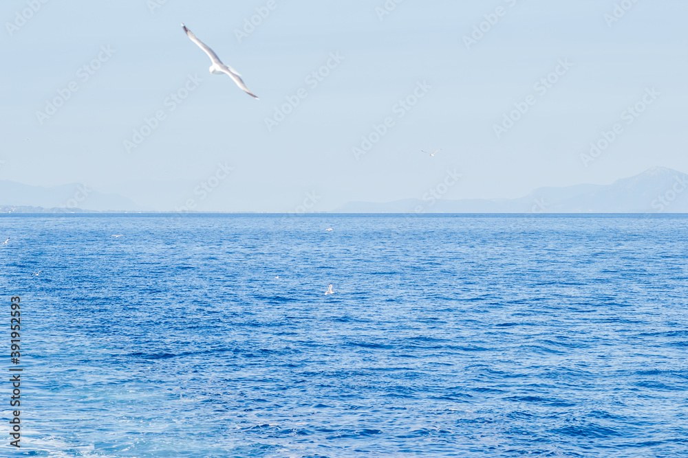 Fototapeta premium Evia island, Greece - June 28. 2020: Sea gull in a natural environment 