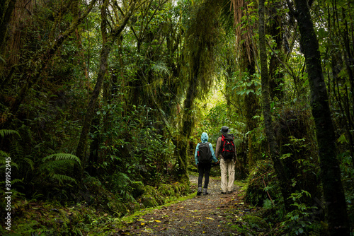 Couple walking in the forest on Carew Falls track in the Lake Brunner/Moana area, South Island, New Zealand