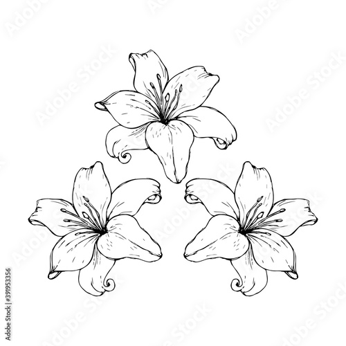 Vector black contour of lily flowers isolated on a white background.