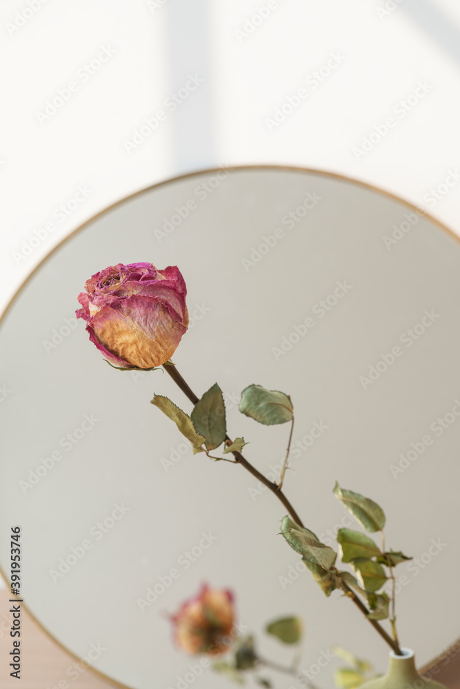 Fototapeta premium Dried pink rose reflection on a round mirror