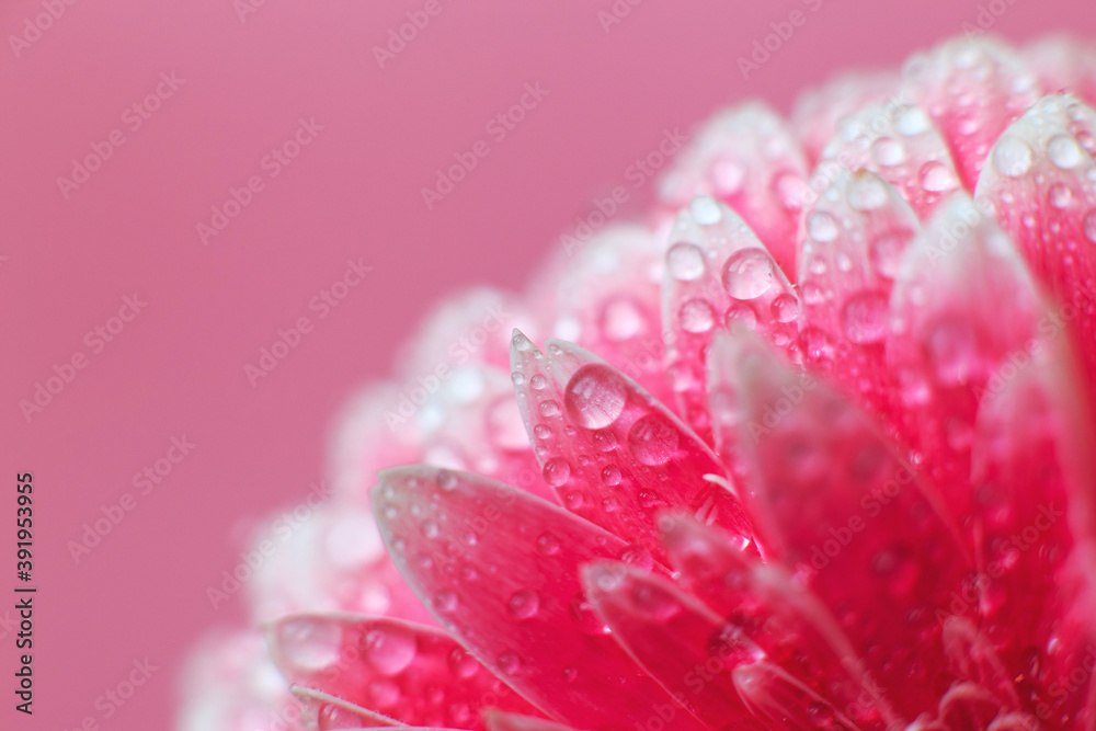 Pink Gerbera flower petals with drops of water, macro on flower, beautiful abstract background Pink Gerbera flower petals with drops of water, macro on flower, beautiful abstract background