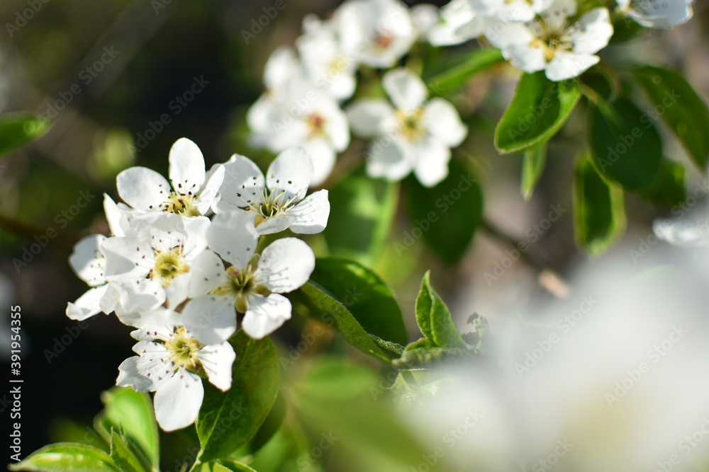 Beautiful branch of apple tree. Sunny spring day. Flowers bloomed on a branch. Photo sianto with selective focus