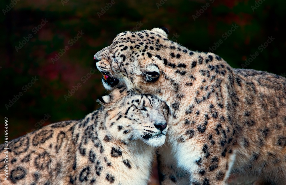 Obraz premium Snow Leopards Caressing Each Other