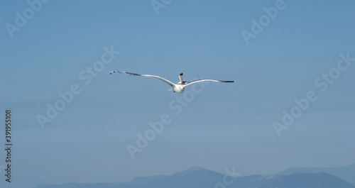 Evia island  Greece - June 28. 2020  Sea gull in a natural environment 