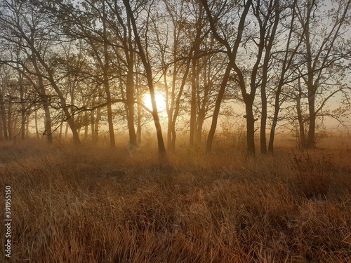 morning in the forest