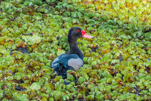 Rosy-billed Pochard (Netta peposaca) drake in pond overgrown with Giant Salvinia (Salvinia molesta) in park, Buenos Aires, Argentina photo