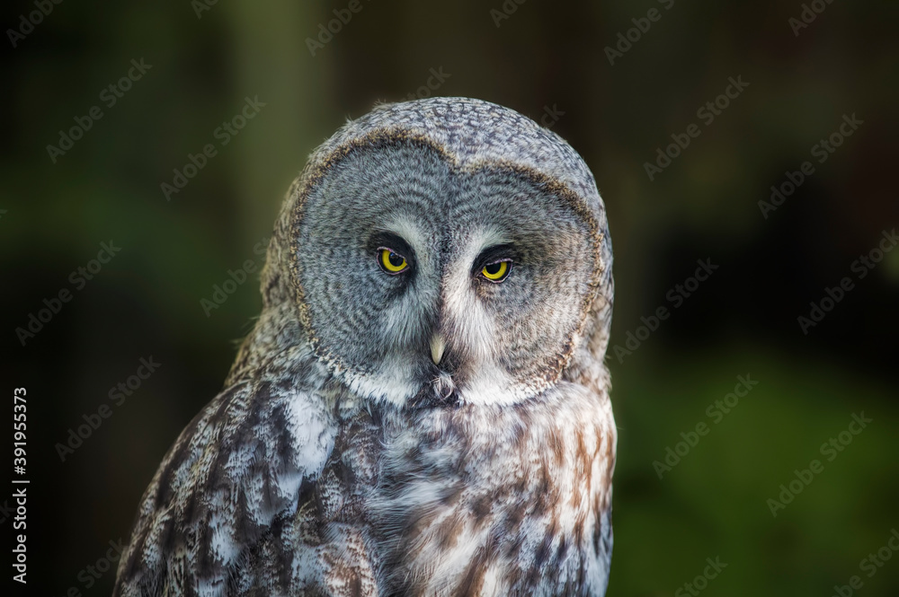 Portrait of a Great Grey Owl