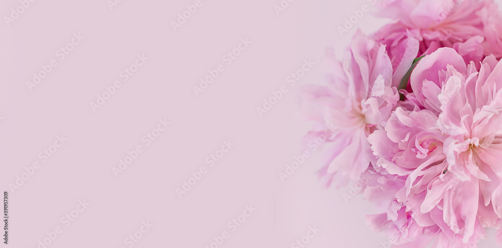 Romantic floral banner. Delicate pink peonies flowers close-up. Place for text. Floral background.
