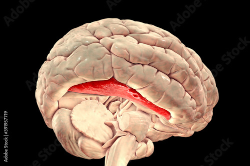 Human brain with highlighted fusiform gyrus photo