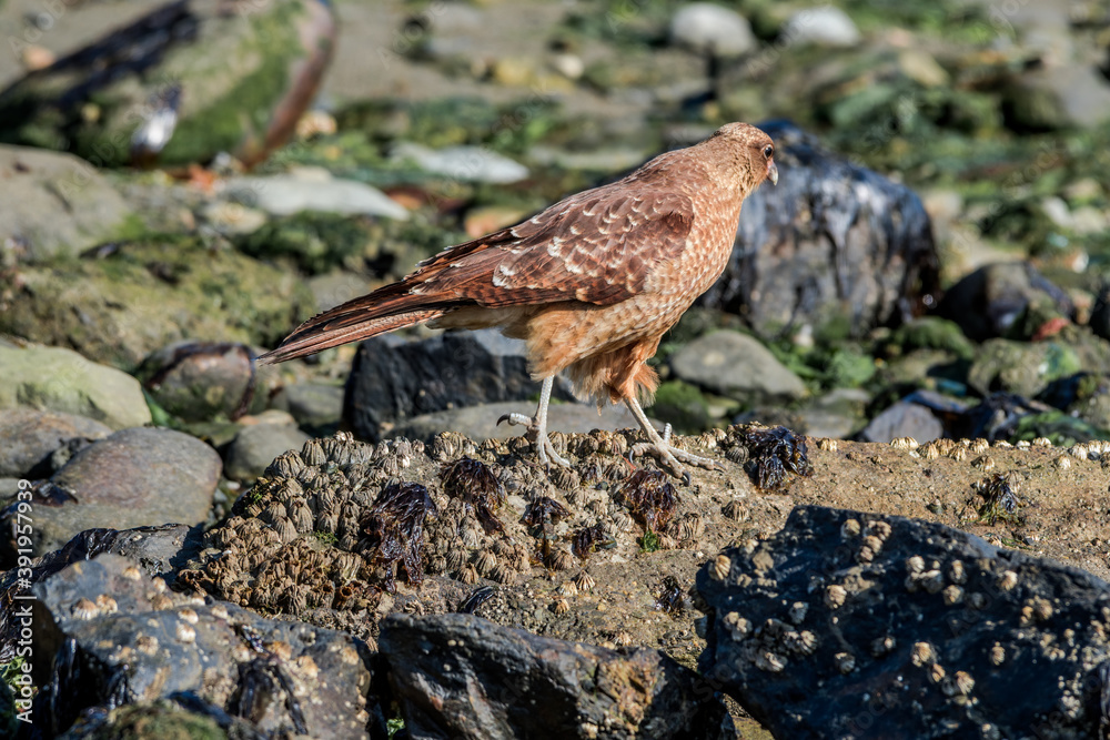 Fototapeta premium Chimango Caracara (Milvago chimango) in Ushuaia area, Land of Fire (Tierra del Fuego), Argentina