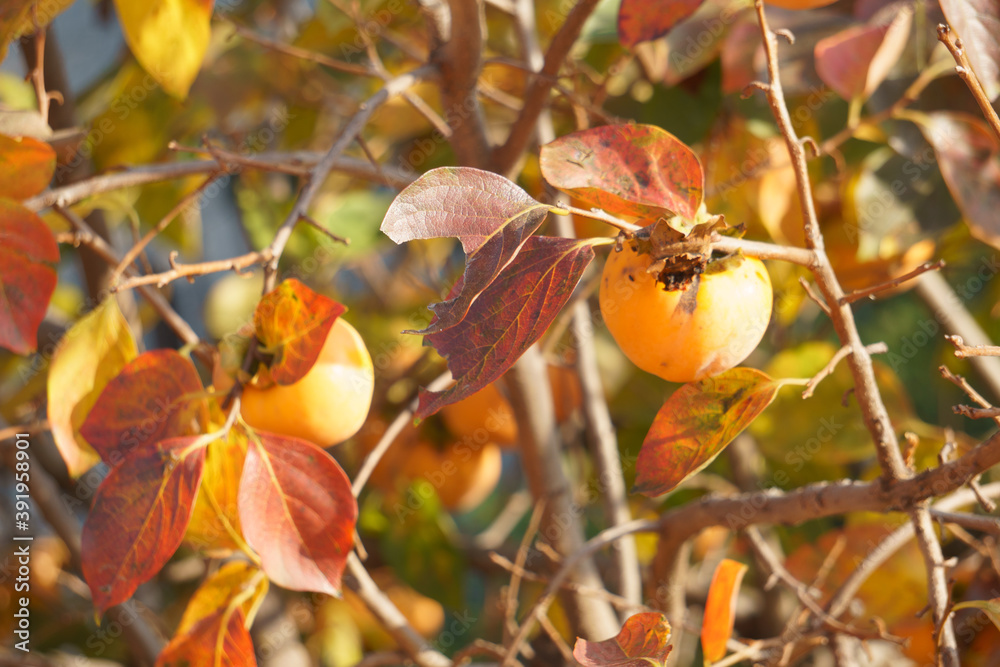 Autunno