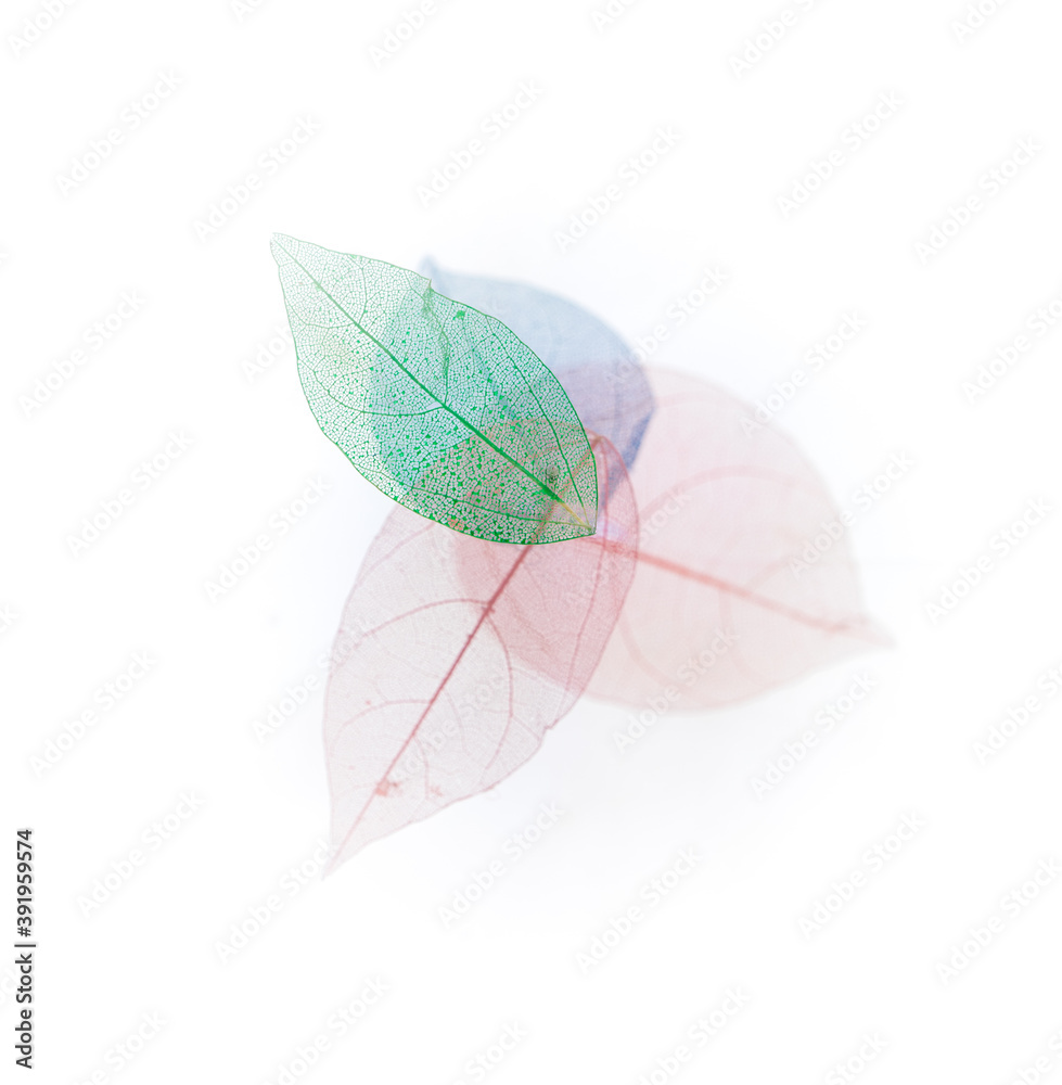Φωτογραφία skeleton, veins and texture of colored colorful leaves isolated on white backgro