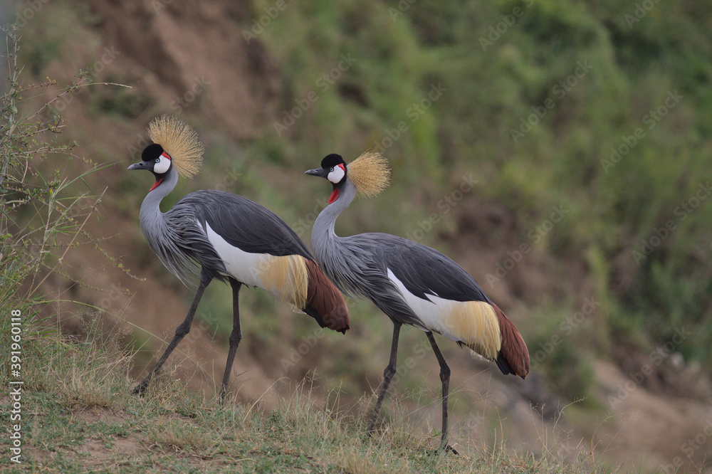 two african crowned cranes walking together in harmony the masai mara, kenya