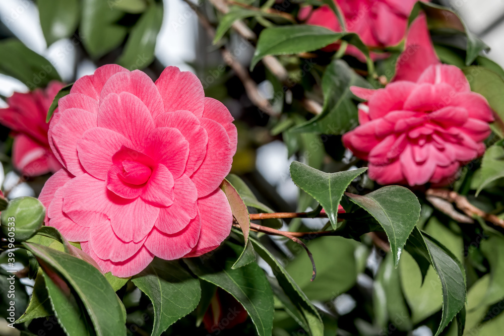 Japanese Camellia (Camellia japonica) in greenhouse Japanese Camellia (Camellia japonica) in greenhouse