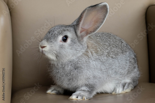 rabbit hare grey small funny Easter new year 2021