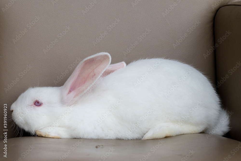 Obraz premium rabbit hare white small funny Easter .the concept of Easter and holiday.