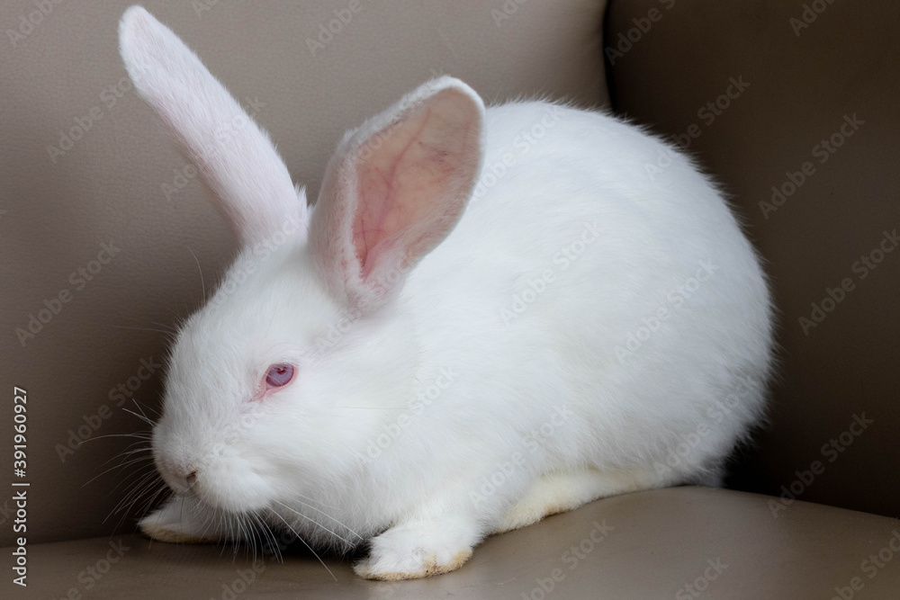 rabbit hare white small funny Easter .the concept of Easter and holiday. rabbit hare white small funny Easter .the concept of Easter and holiday.