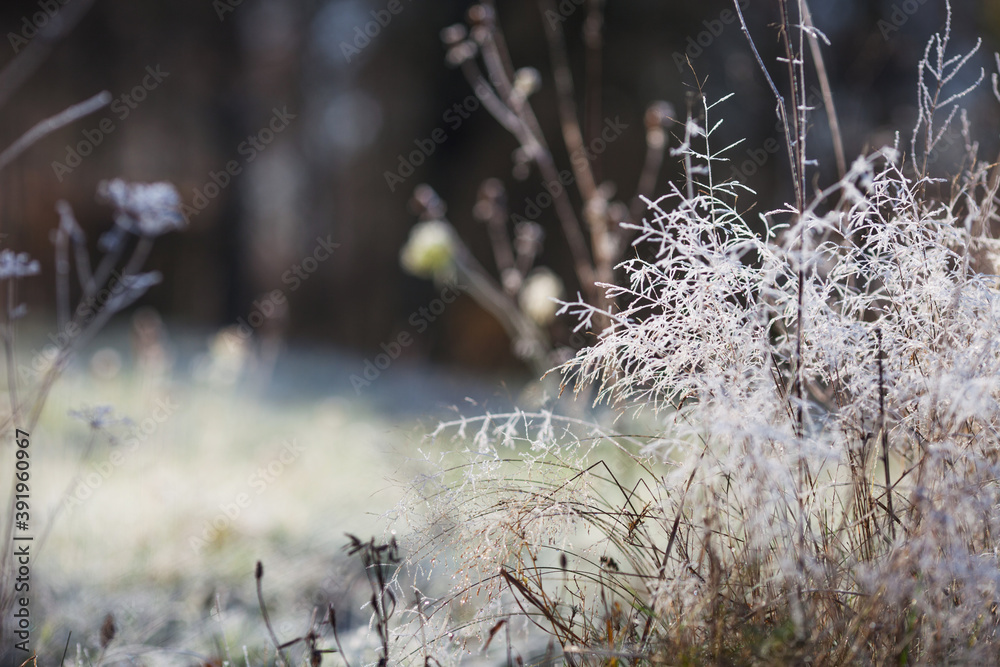 Hoarfrost on dry grass in meadow. Frost covered grass or wild flowers. First frost in autumn countryside meadow. Winter background. Soft fokus. Copy space Hoarfrost on dry grass in meadow. Frost covered grass or wild flowers. First frost in autumn countryside meadow. Winter background. Soft fokus. Copy space