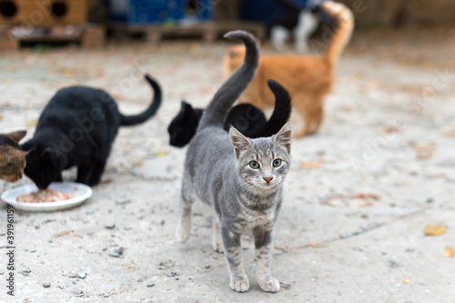 Fototapeta Naklejka Na Ścianę i Meble -  Stray cats eating on the street. A group of homeless and hungry street cats eating food given by volunteers. Feeding a group of wild stray cats, animal protection and adoption concept