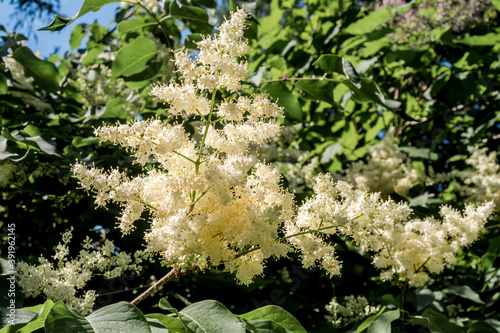 Fototapeta Naklejka Na Ścianę i Meble -  Japanese Tree Lilac (Syringa amurensis) in park