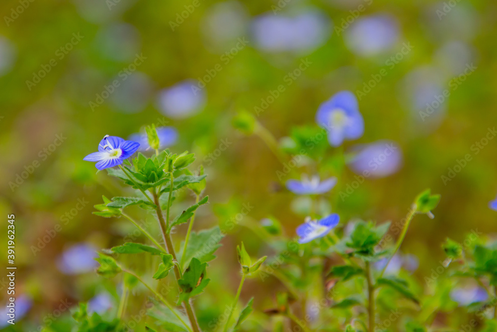 Close up of blue flowers of corn speedwell with selective focus and copy space, also called veronica arvensis or Feld Ehrenpreis Close up of blue flowers of corn speedwell with selective focus and copy space, also called veronica arvensis or Feld Ehrenpreis