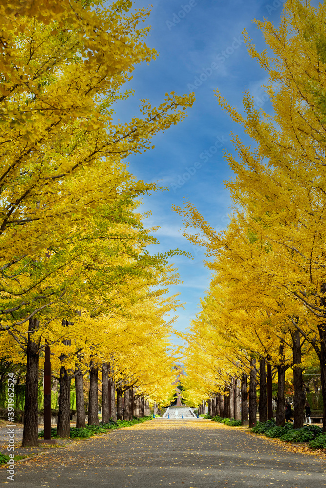 Ginkgo tree road in autumn at Azuma sport park Fukushima Japan