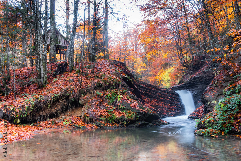 Autumn mountain waterfall in the rocks and colorful red fallen leaves. Lumshory, Transcarpathia, Ukraine