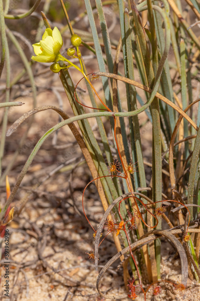 Obraz premium The yellow flowered Sundew Drosera moorei on the Hyden-Norseman Road, Western Australia
