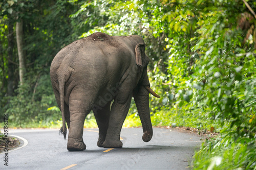 Photography Male Asiatic elephants walking on the road of the national park.