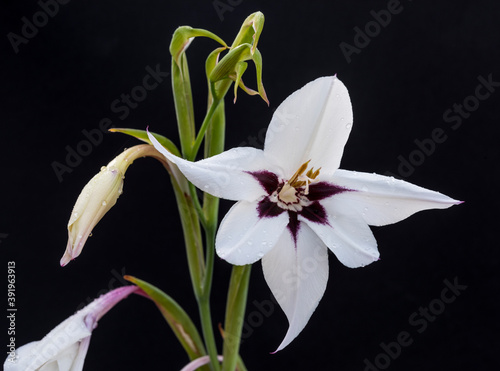 acidanthera bicolor fiore isolato