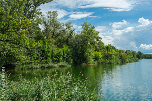 Ein wunderschönes Ufer, dicht und grün bewachsen im Sommer an einem See oder Fluss, vorne Schilf, dahinter blauer Sommerhimmel mit Wolken