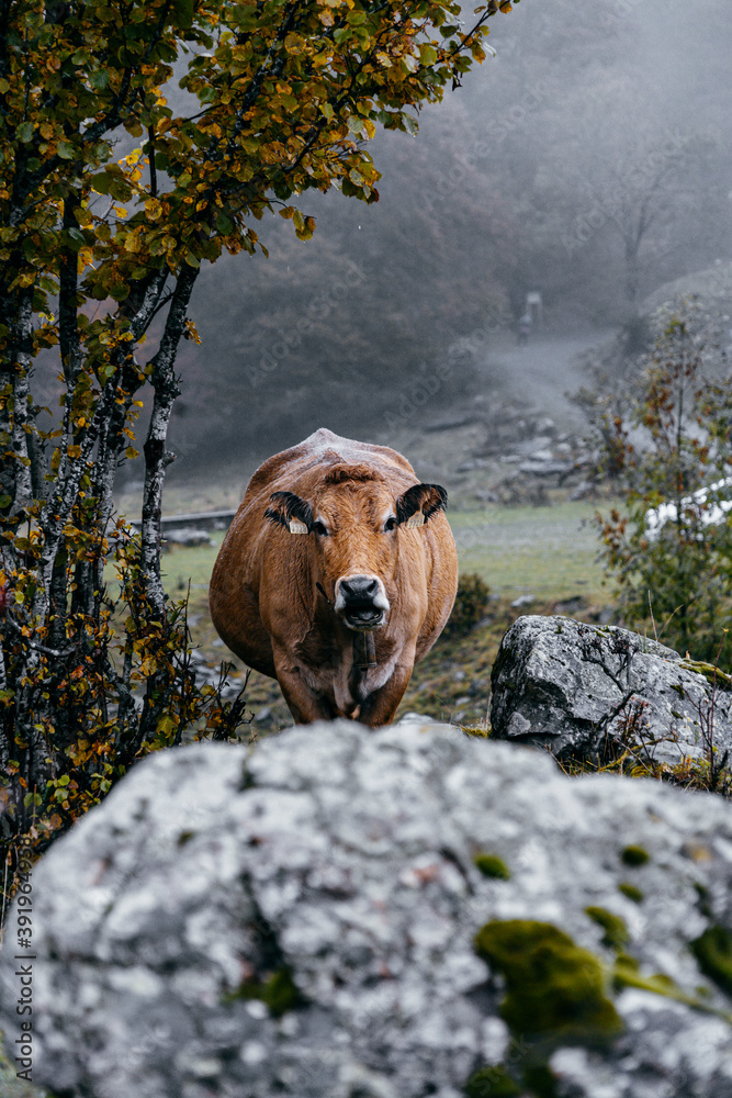A cow grazing in the Aran Valley, in Catalonia, during an autumn day with clouds and fog A cow grazing in the Aran Valley, in Catalonia, during an autumn day with clouds and fog