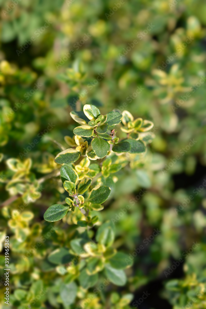 Bertram Anderson Thyme Bertram Anderson Thyme