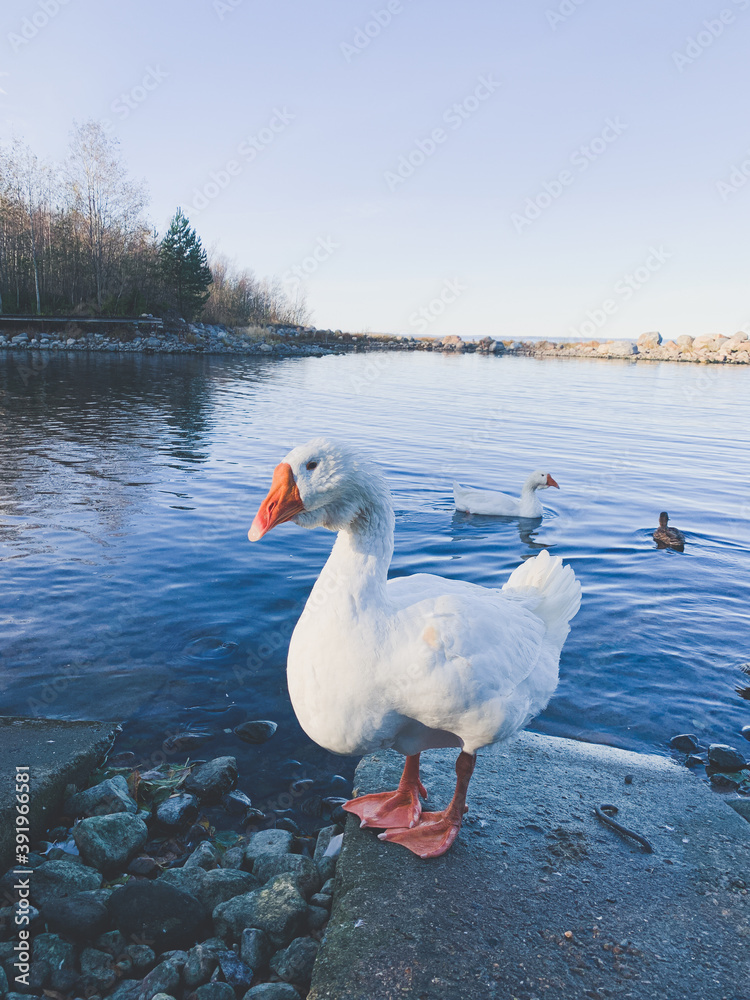 Obraz premium white goose at the lake